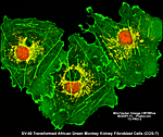 SV-40 Transformed African Green Monkey Kidney Fibroblast Cells (COS-7)
