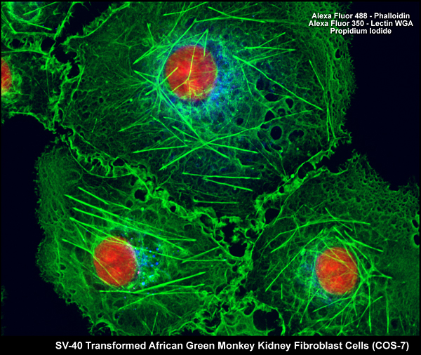 African green monkey kidney cells