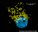 Owl Monkey Kidney Epithelial Cell (OMK)